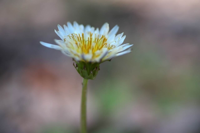 Taraxacum albidum