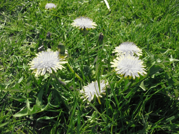 Taraxacum bessarabicum