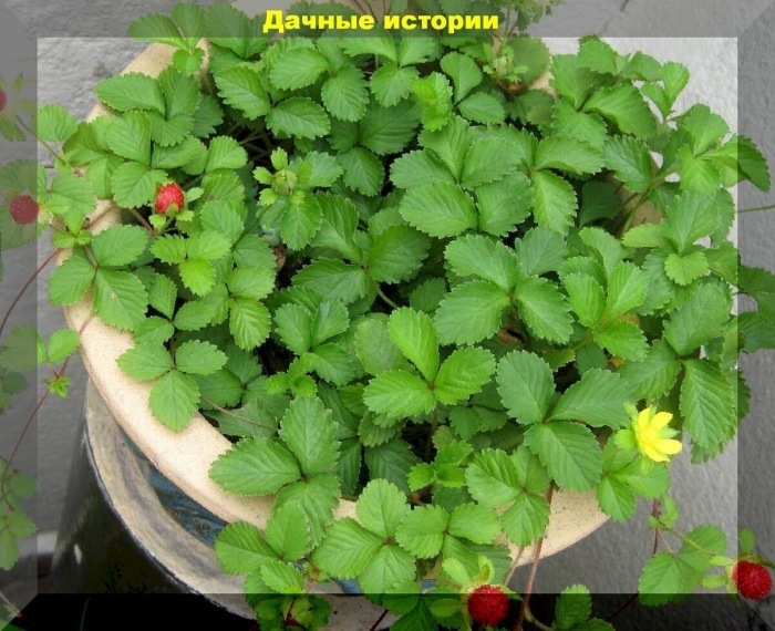 Земляника дюшенея ампельная