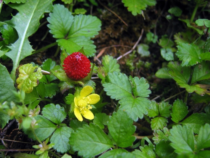 Индийская земляника дюшенея