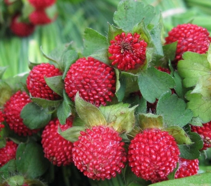 Дюшенея индийская росита