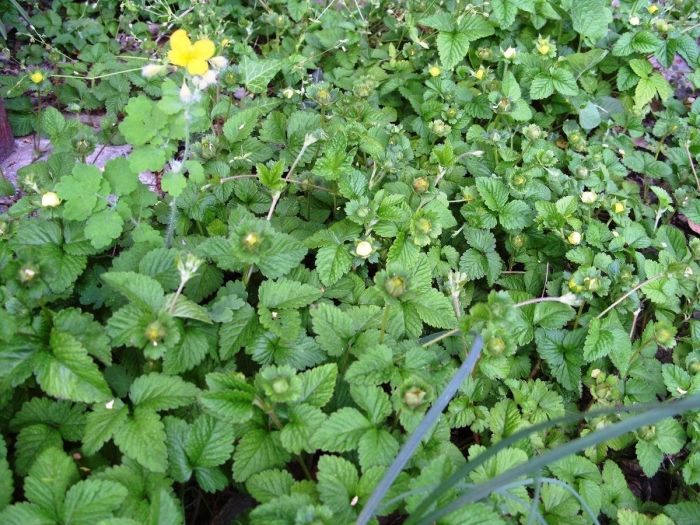 Дюшенея индийская тутти фрутти