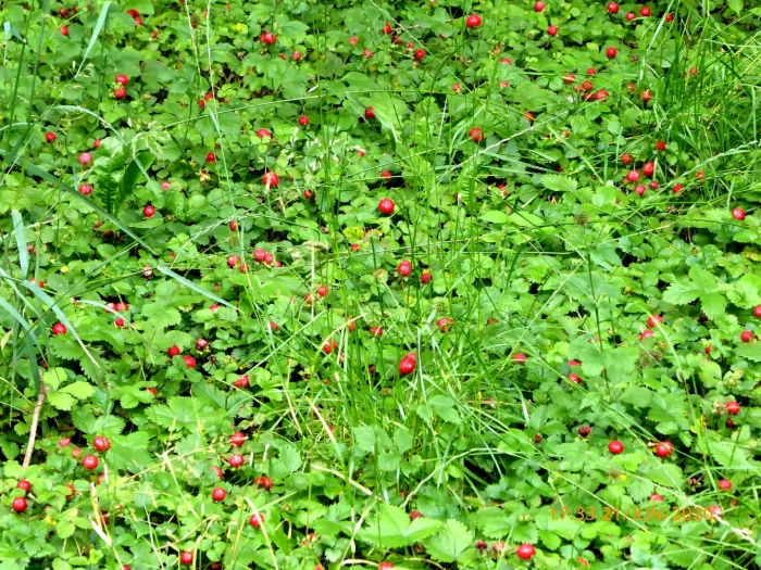 Индийская земляника дюшенея