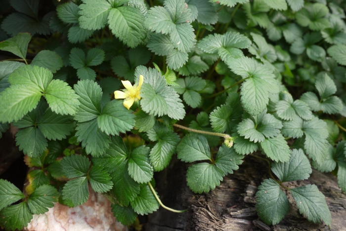 Fragaria ananassa