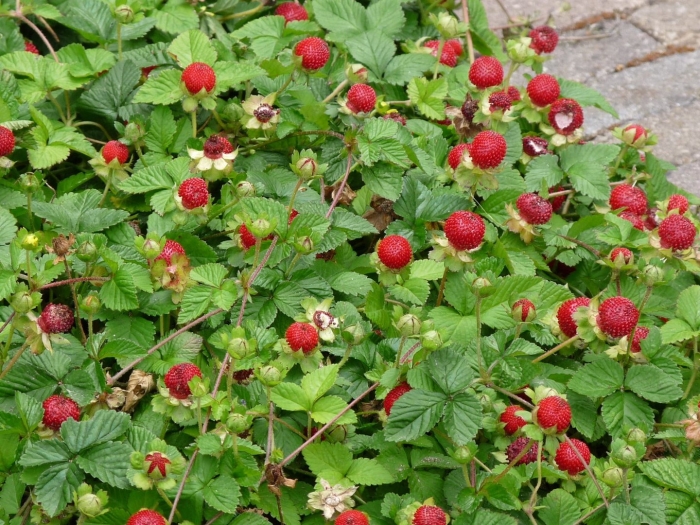 Дюшенея индийская