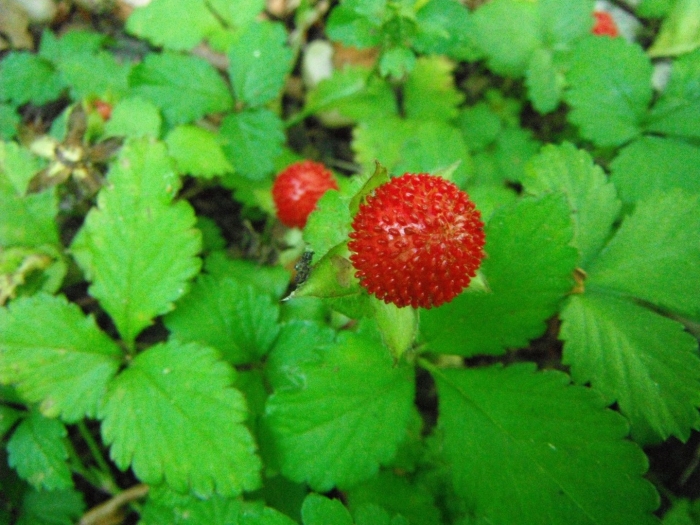 Ложная земляника