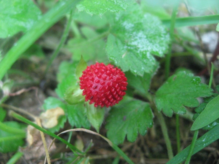 Индийская земляника дюшенея