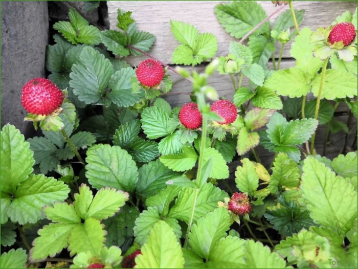 Индийская земляника дюшенея