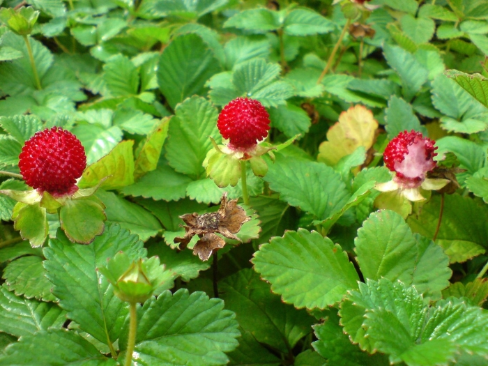 Индийская земляника дюшенея