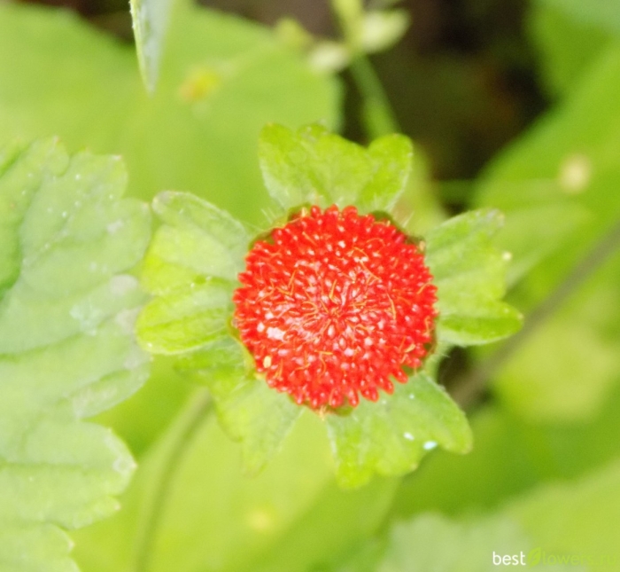 Дюшенея индийская тутти фрутти