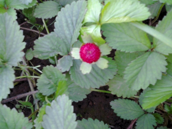 Индийская земляника дюшенея