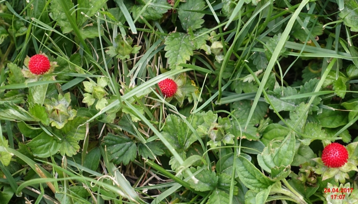 Индийская земляника дюшенея съедобная