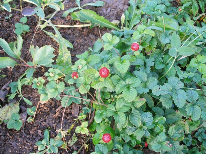 Лапчатка индийская дюшенея