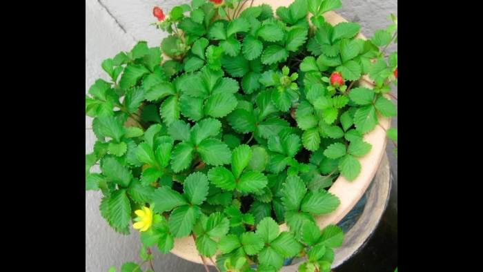 Индийская земляника дюшенея