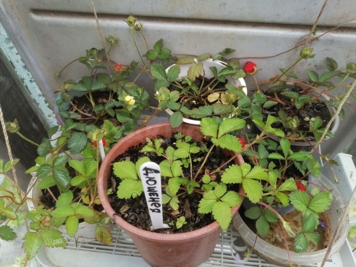 Рассада земляники альпийской