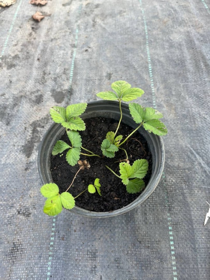 Руяна земляника ремонтантная рассада