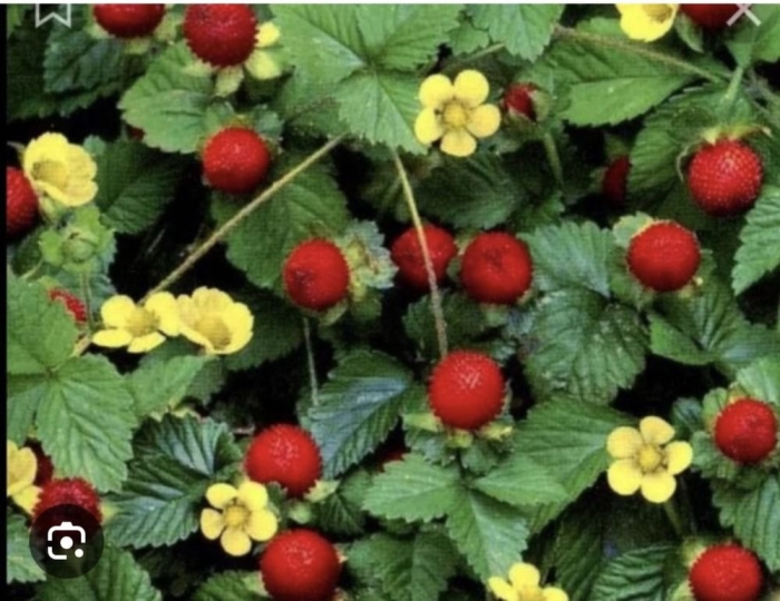 Индийская земляника дюшенея