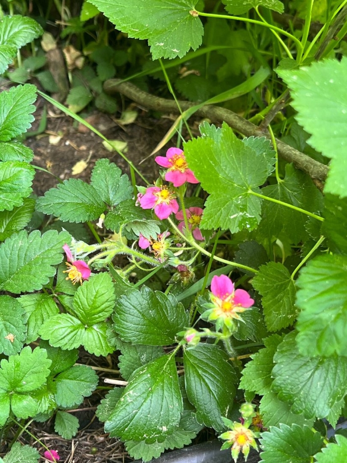 Fragaria pink panda