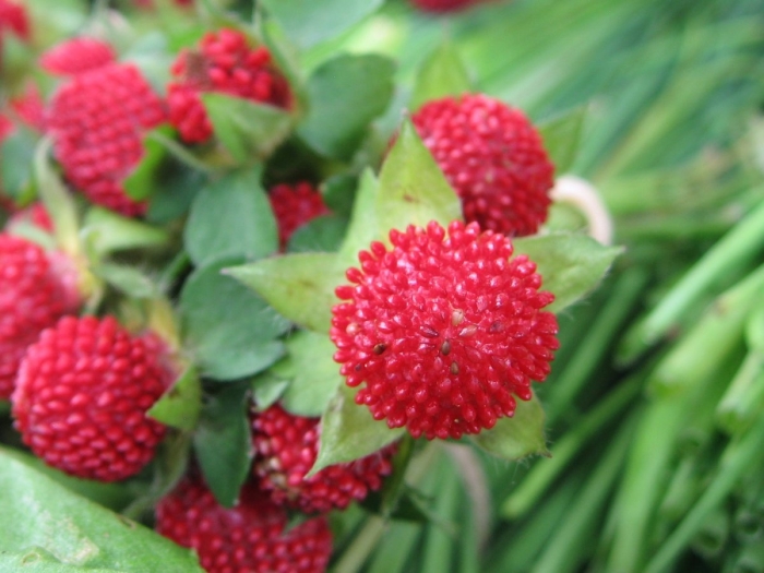 Дюшенея тутти фрутти индийская