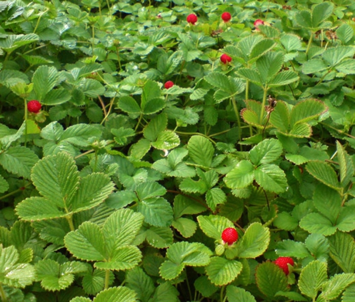 Fragaria vesca
