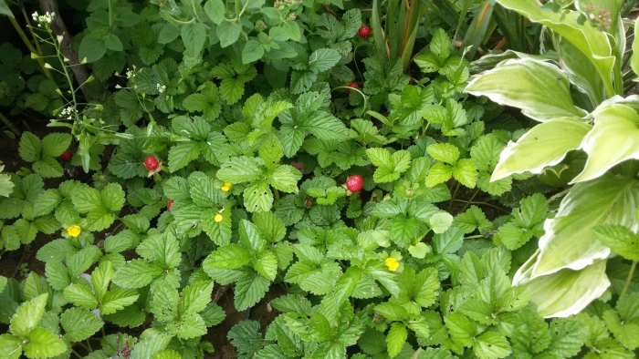 Дюшенея индийская (duchesnea indica)