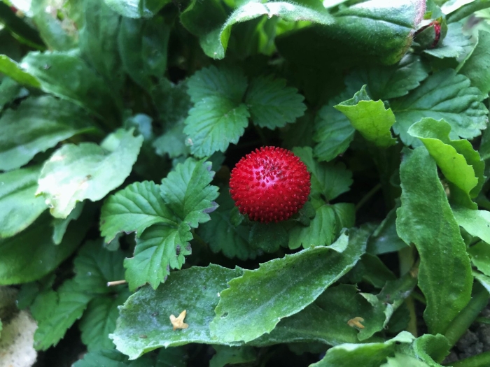 Индийская земляника дюшенея