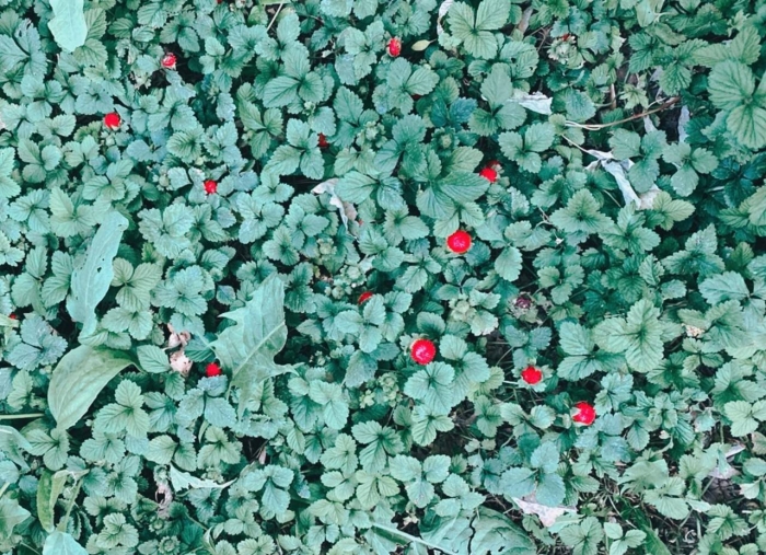 Индийская земляника дюшенея