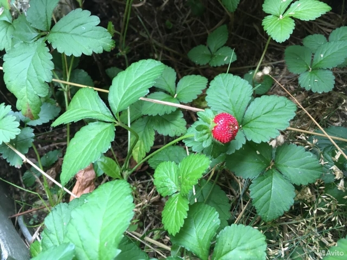 Луговая земляника