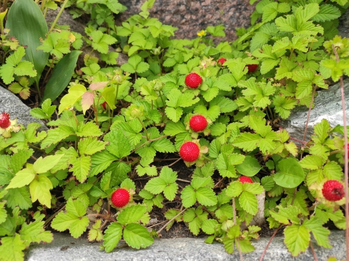 Дюшенея ампельная