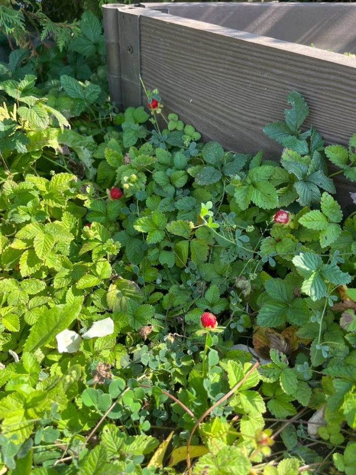 Индийская земляника дюшенея