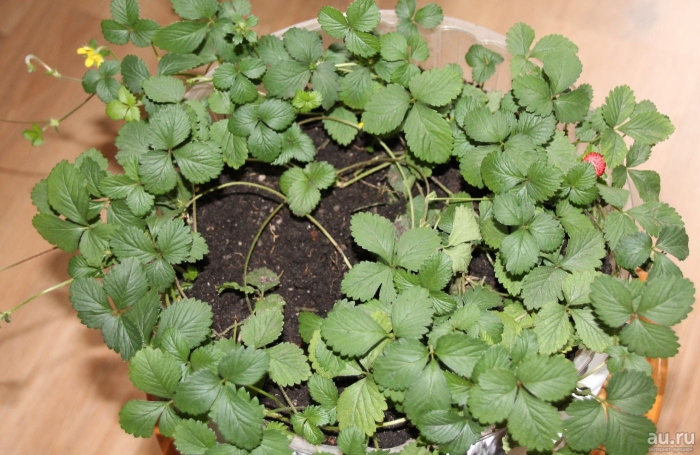 Рассада земляники