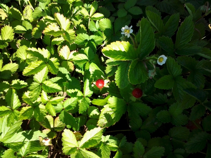Земляника лесная (fragaria vesca)