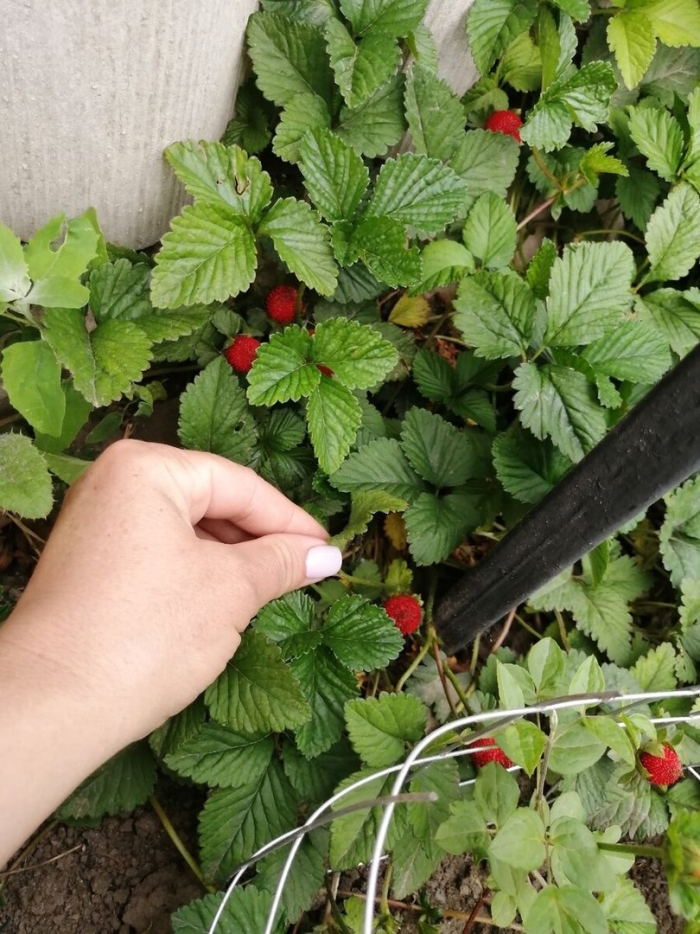 Земляника ремонтантная
