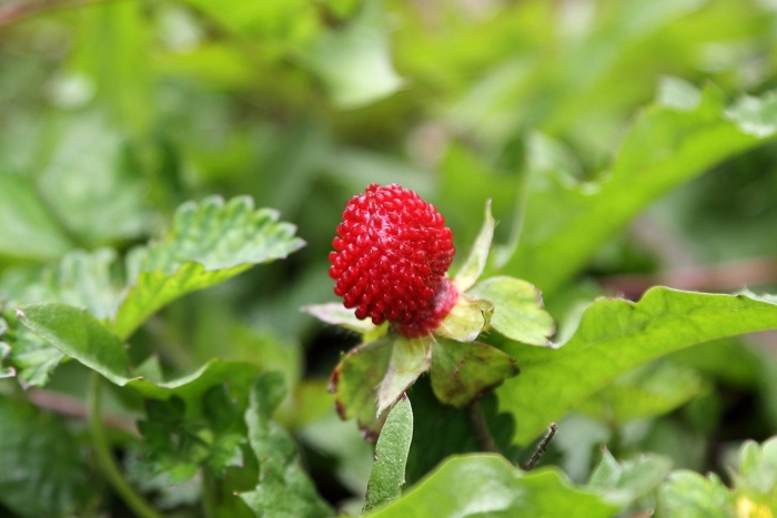Индийская земляника дюшенея