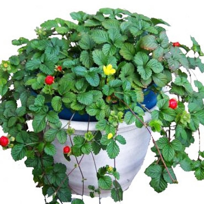 Земляника ампельная