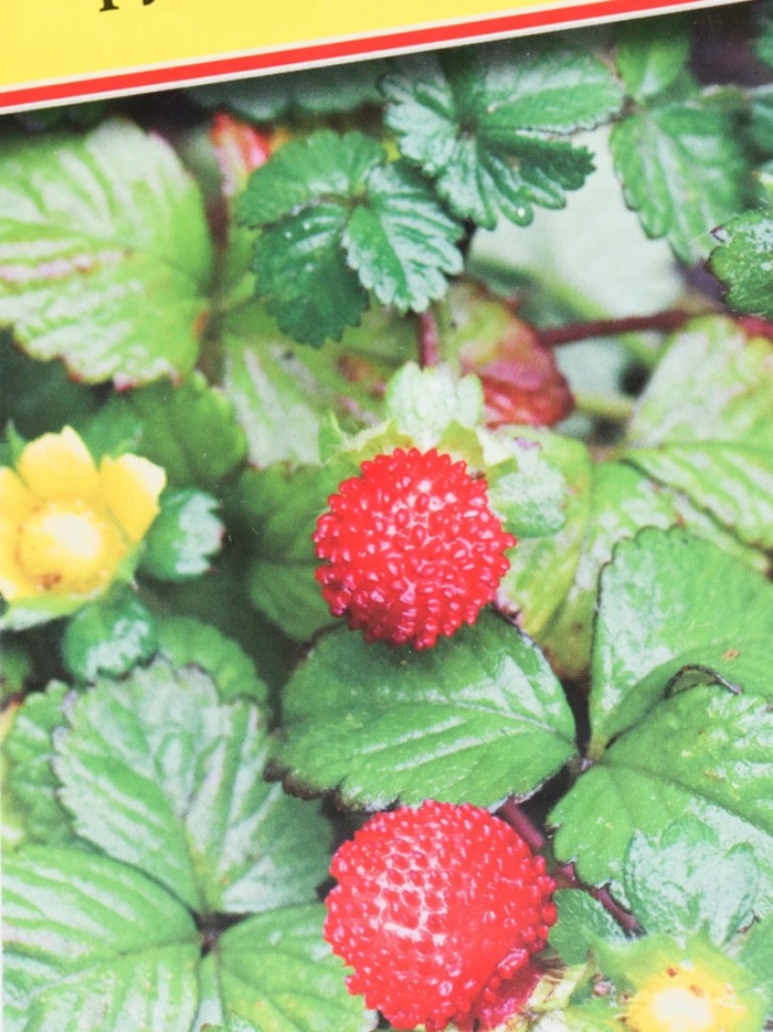 Дюшенея индийская тутти фрутти аэлита