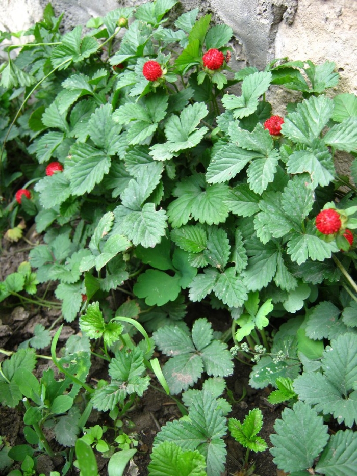 Лапчатка индийская дюшенея