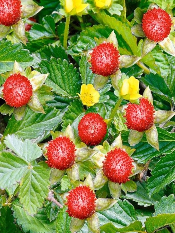 Индийская земляника дюшенея