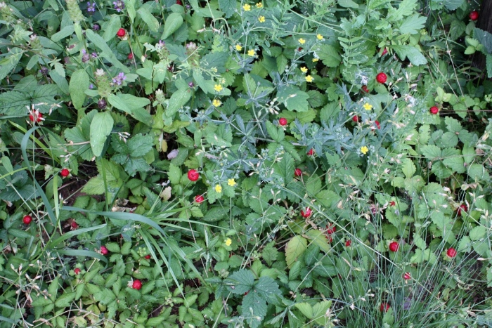 Лапчатка индийская дюшенея