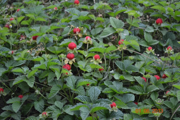 Индийская земляника дюшенея