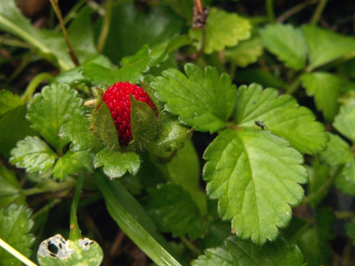 Potentilla indica
