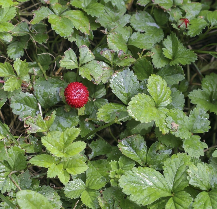 Индийская земляника дюшенея