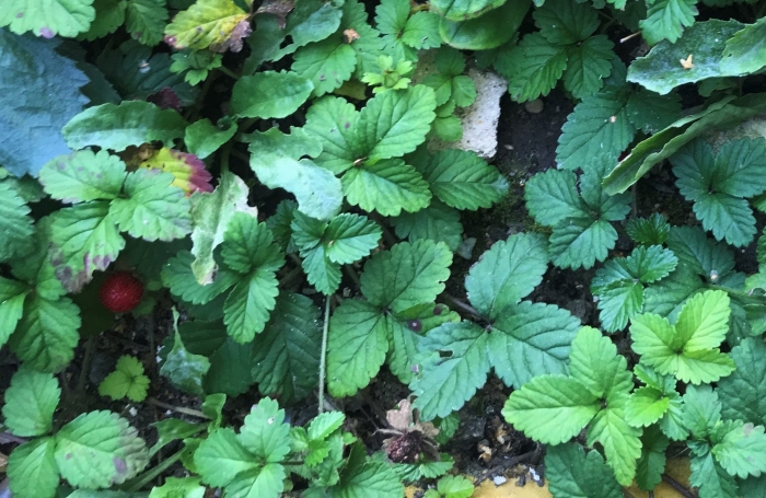 Лист клубники