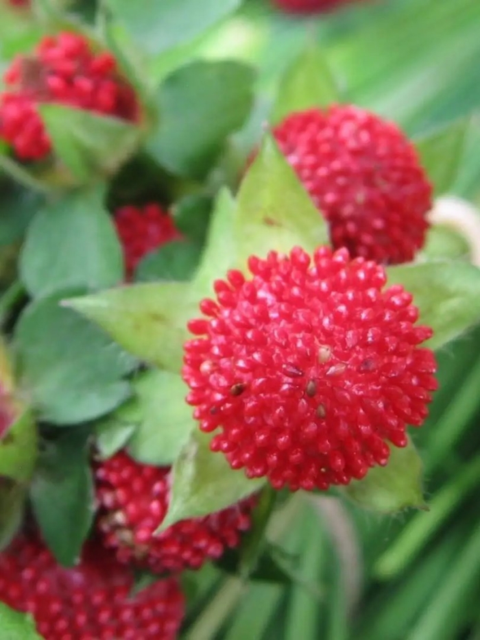 Potentilla hebiichigo