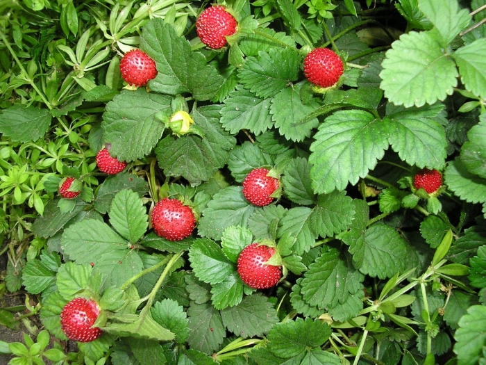 Лапчатка индийская дюшенея