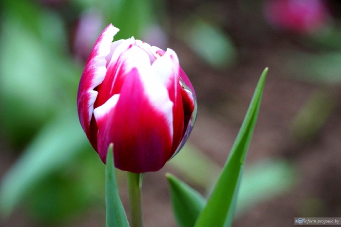 Тюльпаны сорта