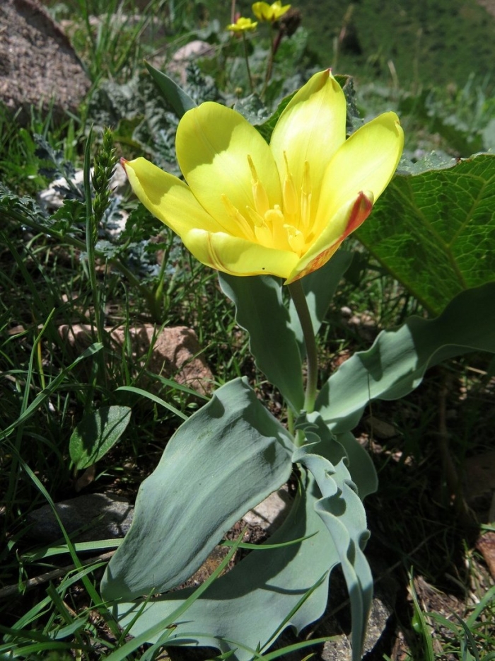 Tulipa altaica