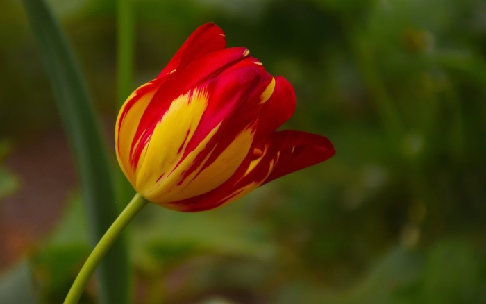 Тюльпаны в природе