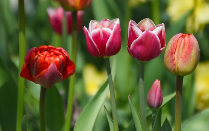 Тюльпан мариола