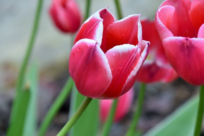 Тюльпан леди ван эйк